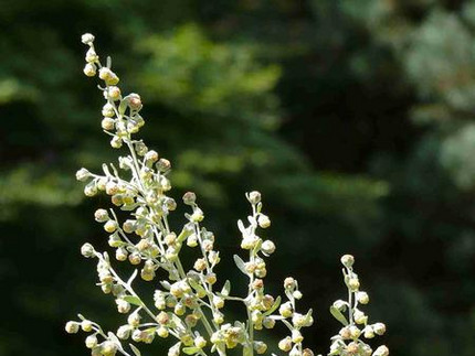 Wermut - Artemisia absinthium