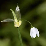 Wunder-Lauch - Allium paradoxum