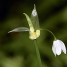 Wunder-Lauch - Allium paradoxum