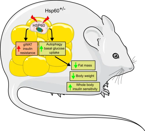 Reduction of HSP60 in mice increases adipose tissue insulin resistance, leads to increased autophagy and basal glucose uptake, finally decreaseing overall fat mass and body weight.,