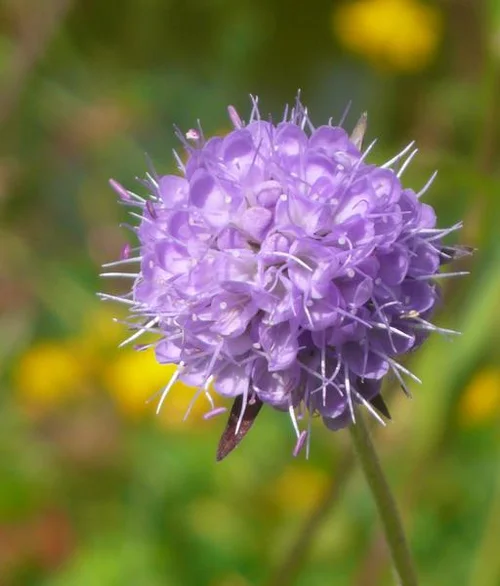 Succisa pratensis