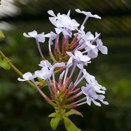 Plumbago auriculata