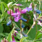 Frühlings-Platterbse - Lathyrus vernus