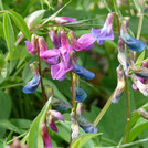 Frühlings-Platterbse - Lathyrus vernus