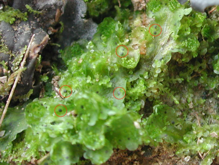 Picture of a young Blaisa Pusilla plant with cyanobacterial symbiont colonies highlighted in reg circles