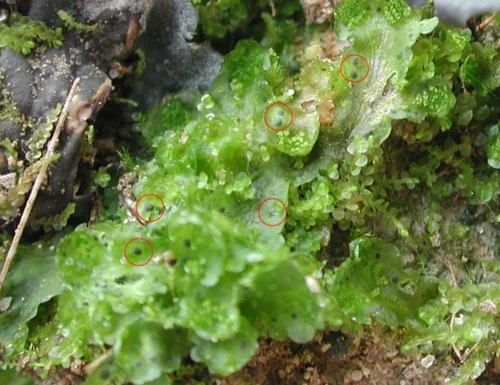 Picture of a young Blaisa Pusilla plant with cyanobacterial symbiont colonies highlighted in reg circles