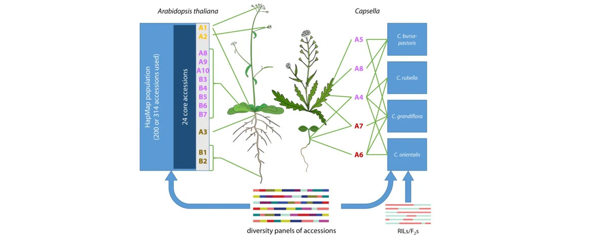 Populations and structures studied in the CRC