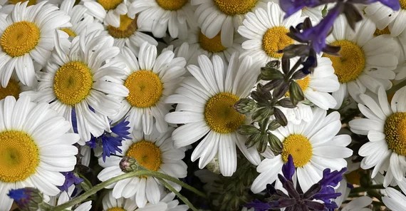 Blumen