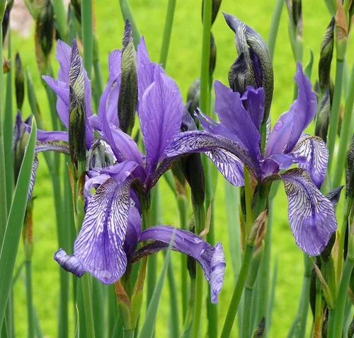 Sibirische Schwertlilie - Iris sibirica
