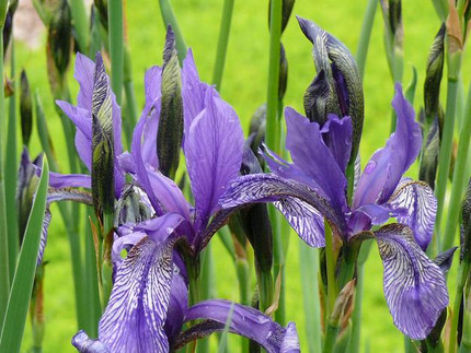 Sibirische Schwertlilie - Iris sibirica