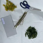 parts of plants and a scissors on a paper sheet