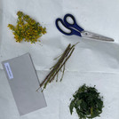 parts of plants and a scissors on a paper sheet
