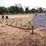 field within the Sahelian zone of Niger