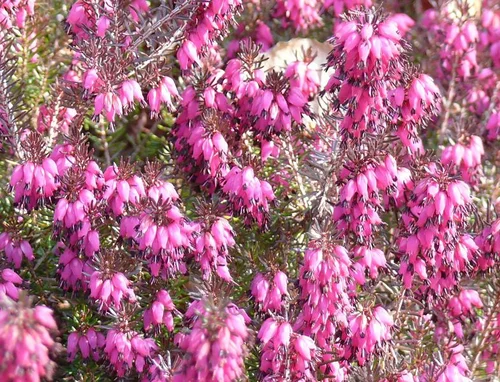 Schnee-Heide (Erica carnea, „Fleischfarbene Erika“)