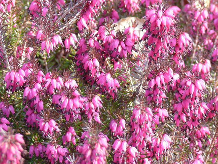 Schnee-Heide (Erica carnea, „Fleischfarbene Erika“)