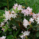 Rhododendron minus
