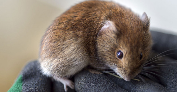 Bank vole | Photo: Thomas Roese