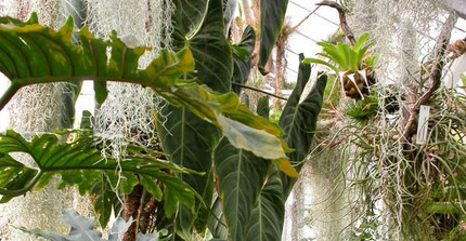 Blick in das Epiphytenhaus