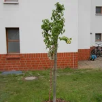 Birne Conny geht es gut im Spätsommer 2019.