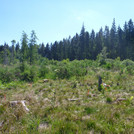 Foto: landscape with shrubs and forest | Foto: Cosmic Sense consortium