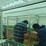 research in greenhouse