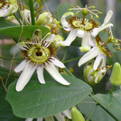 Hellers Passionsblume - Passiflora helleri