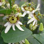 Hellers Passionsblume - Passiflora helleri
