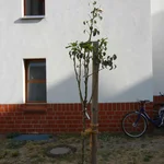 Birne Conny hat sich eingelebt.