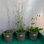 three plants in pots