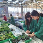 at work in the greenhouse
