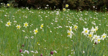 Zwiebelblumenwiese mit Schachbrettblume und Narzissen