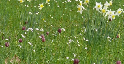 Zwiebelblumenwiese mit Schachbrettblume und Narzissen