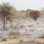 a burning woody vegetation