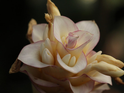 rosa weiße Hochblätter mit kleinen weißen Blüten an einem zapfenählichem Blütenstand