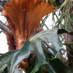 Triangel-Geweihfarn - Platycerium stemaria