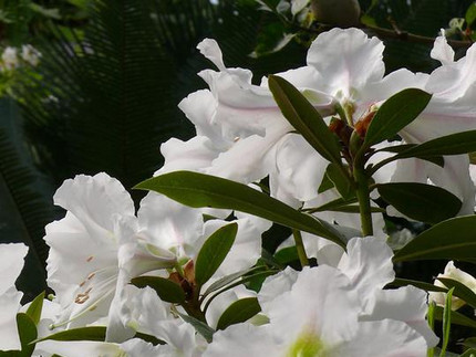 Schöner Rhododendron - Rhododendron formosum