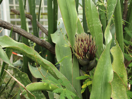 magnificent Sansevieria kirkii, here with buds just before flowering