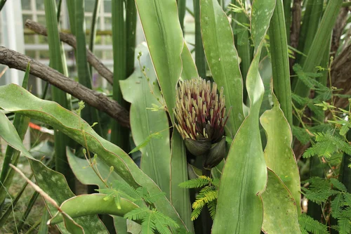 magnificent Sansevieria kirkii, here with buds just before flowering