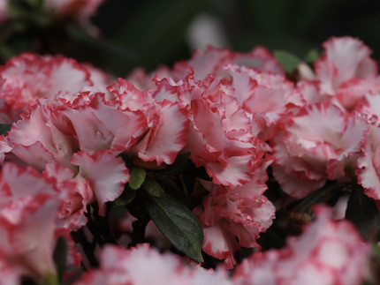 rosa Blüten mit rotem Rand