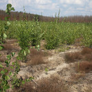 Populus tremula and Rumex acetosella on a site which was salvage logged after the wildfire