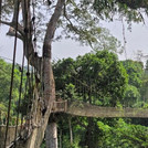 Kakum Nationalpark: Ein Teil der Hängebrücken im Kakum Nationalpark