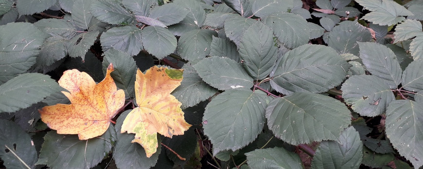 zwei herbstlich gefärbte Bläzzer inmitten von grünen Blättern, deren Pflanzen auch Dornen tragen