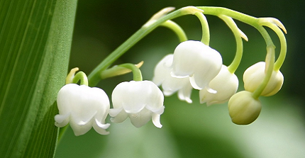lily of the valley