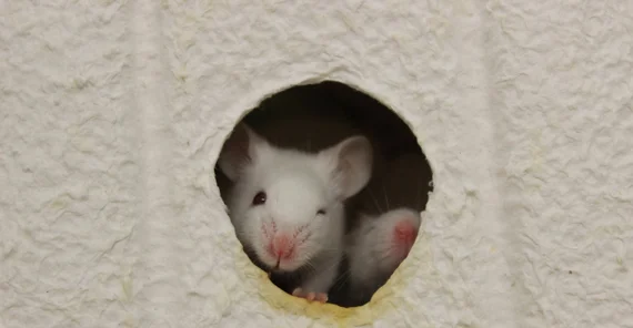 Laboratory mouse. Photo: Karla Fritze.
