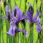 Sibirische Schwertlilie - Iris sibirica