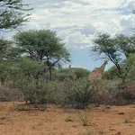 giraffes standing between bushes and trees