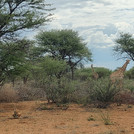 giraffes standing between bushes and trees
