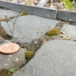 plant with pavement in the city