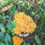 gelber Schwammpilz