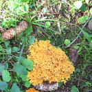 gelber Schwammpilz